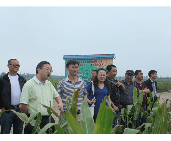 2013 年8月20日省、市种子管理站领导到市茶场生产基地
